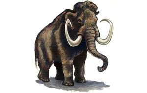 mamut